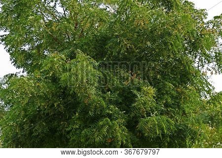 Azadirachta Indica, Commonly Known As Neem, Nimtree Or Indian Lilac