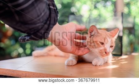Lock Down And Self-quarantine At Home With Cat. Social Disconnect And Stay Home Stay Safe. Mental He