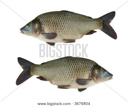 Pesce carpa
