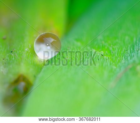 Green Background Made Of Fresh Plants. Natural Texture