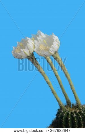 Blooming White Echinopsis Calochlora Cactus Flower On Blue Background