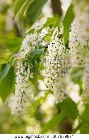 Blossoming Bird Cherry Tree Or Prunus Padus Inspring
