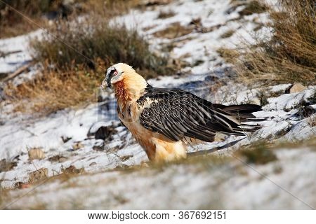 The Bearded Vulture (gypaetus Barbatus), Also Known As The Lammergeier Or Ossifrage On The Feeder On