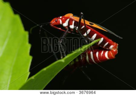 บักโล่ผสมพันธุ์