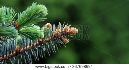 Young Branches Of A Spruce Tree. Blooming Spruce. Spruce In Spring. Close Up. Selective Focus. Copy 