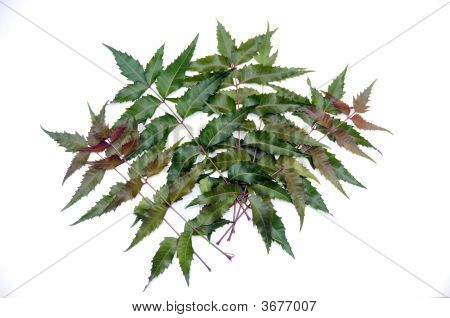 Neem