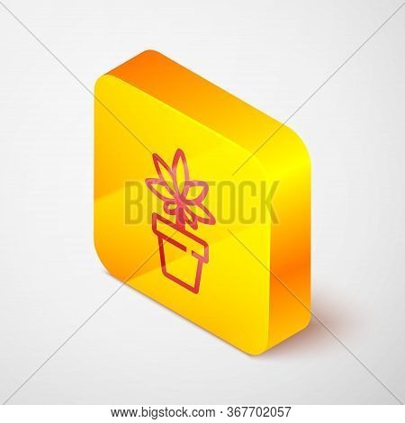 Isometric Line Medical Marijuana Or Cannabis Plant In Pot Icon Isolated On Grey Background. Marijuan