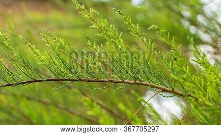 Delicate Green Spring Thuja Sprig, Thin Stems, Green Blurred Background