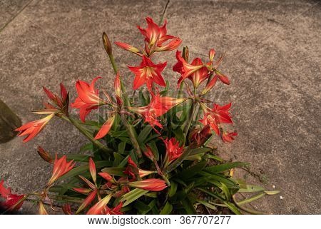 Plants Of Canna Indica In Flowering 12