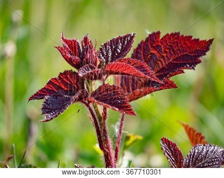 Young Strong Red Blackberry Leaf, Rubus Caesius. Blackberry Red Purple Leaves, Wild Flower Growing U