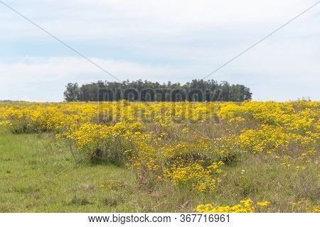 Field Of Ryegrass Grass (lolium Multiflorum) In Flowering. Graminea With Early Production Cycle, Whi