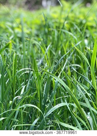 Fresh Grass With Dew Drops. Abstract Natural Backgrounds. Grass Under The Bright Sun. Fresh Grass Wi