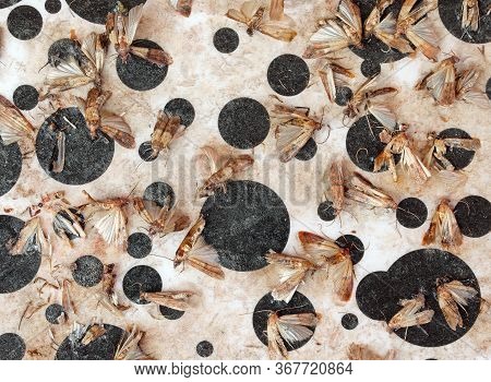 Indianmeal Moths On The Pheromone Bait With Powerful Adhesive To Capture Insects