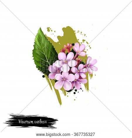Digital Art Illustration Of Viburnum Carlesii Isolated On White. Hand Drawn Flowering Bush Arrowwood