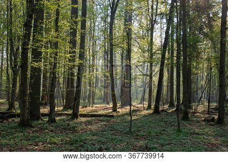 Deciduous Forest In Springtime Sunrise
