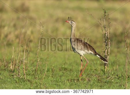 Close Up Of A Red Legged Seriema Standing In A Grass Field, Pantanal Brazil.