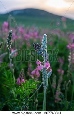 Field Of Blossoming Sainfoin Or Holy-clover Wildflowers. Pink Flowers Sainfoin, Onobrychis Viciifoli