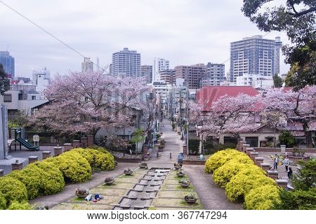 Yokohama, Japan.  April 8, 2019. Flowering Sakura Trees In Motomachi Park In Yokohama Japan On An Ov