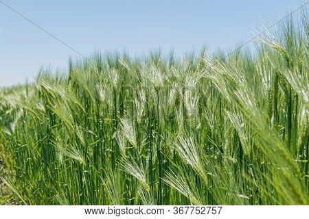 Barley Fields In Spring Under Blue Sky