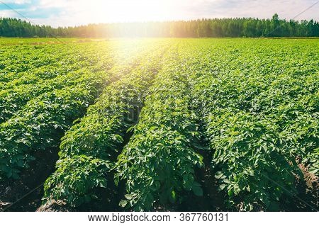 Green Field Of Potato Crops In A Row At Sunset In Finland.