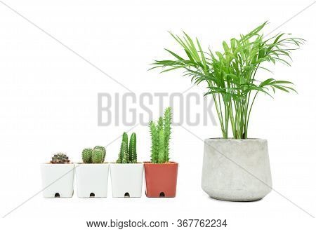 Unequal Height Potted Cactus And Green Howea Palm-tree Isolated On White Background. Growth Steps Co