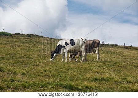 Two Cows Grazing On A Meadow In The Markstein Region At The Route Of The Ridges, France
