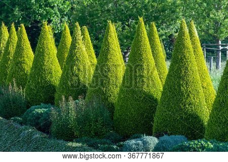Well Shaped Green Conical Thuja Coniferous Trees In Garden