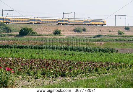 Summer Vacation In Zeeland, Netherlands, Railway And Blossom Of Garden Red Poppy Flowers, Travel Bac