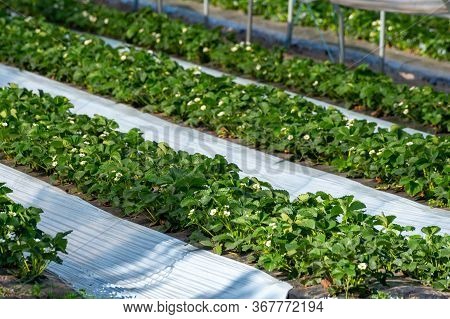 Cultivation Of Strawberry Fruits Using The Plasticulture Method, Plants Growing On Plastic Mulch In