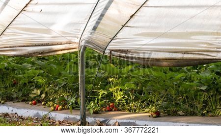 Cultivation Of Strawberry Fruits Using The Plasticulture Method, Plants Growing On Plastic Mulch In