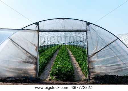 Cultivation Of Strawberry Fruits Using The Plasticulture Method, Plants Growing On Plastic Mulch In