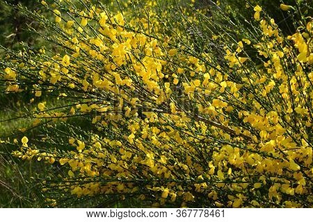 Cytisus Scoparius, Common Broom Or Scotch Broom Yellow Flowers Closeup Selective Focus.