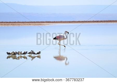 Closeup A Beautiful Flamingo With Group Of Baby Birds Of Andean Avocets In Chaxa Lagoon, Part Of Sal