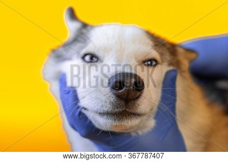 Wearing An Antiparasitic Collar On A Husky Dog By A Veterinarian In Sterile Gloves. Pet Care. Preven