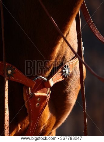 Horse Western Ammunition Closeup. Leather Western Martingale On A Chestnut (bay) Stallion In Sunset 
