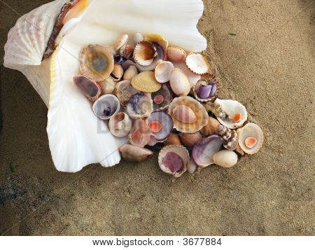 Alluviale af Middelhavet muslingeskaller