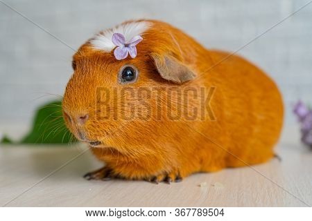 The Red Domestic Guinea Pig Cavia Porcellus , Also Known As Cavy Or Domestic Cavy