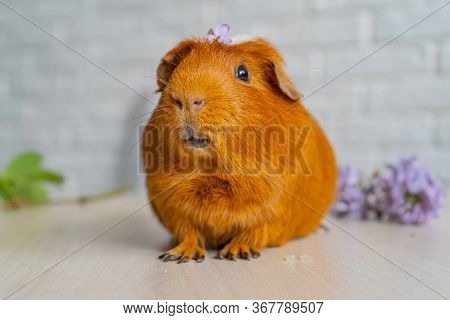 The Red Domestic Guinea Pig Cavia Porcellus , Also Known As Cavy Or Domestic Cavy
