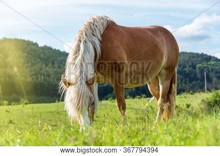 Beautiful Red Horse Grazing In A Meadow In Spring.