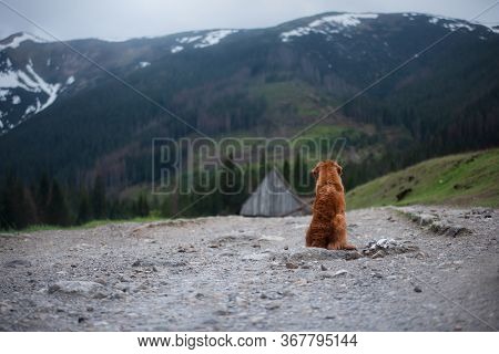 Wet Dog In The Mountains. Nova Scotia Duck Tolling Retriever Hiking, Travel, Camping, In The Valley 