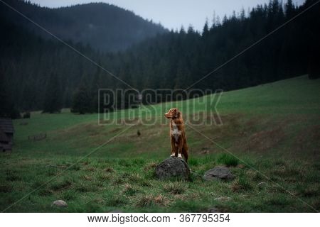 Wet Dog In The Mountains. Nova Scotia Duck Tolling Retriever Hiking, Travel, Camping, In The Valley 