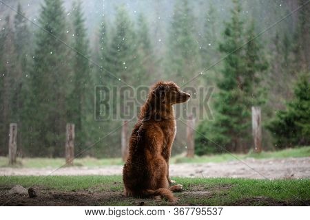 Wet Dog In The Mountains. Nova Scotia Duck Tolling Retriever Hiking, Travel, Camping, In The Valley 