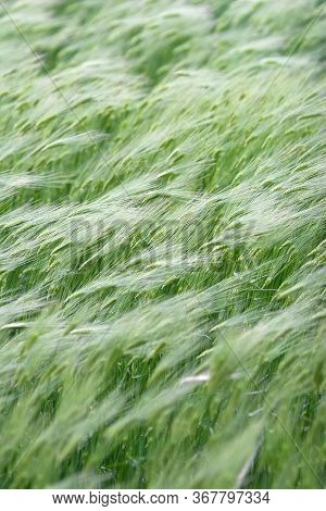 Green Ears Of Rye In The Fields Natural Background.