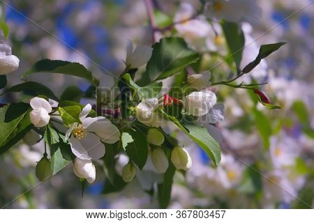A Branch With Pink Flowers Of Wild Apple Tree. Leaves, Freshness.