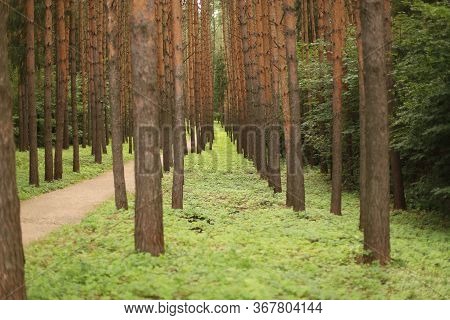 A Pine Forest Stretching Into The Distance And Around The Green Grass