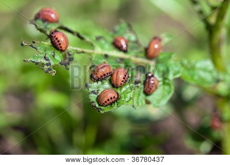 Den røde Colorado Bille larver fodres med kartoffel blade