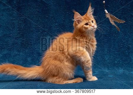 Red Maine Coon Kitten Plays A Teaser Toy. A Beautiful Cat Is Playing A Teaser. Cat On A Blue Backgro