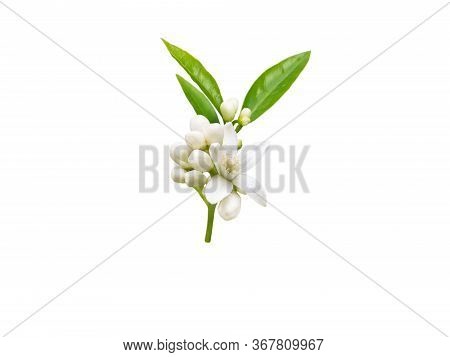 Neroli Brunch With White Fragrant Flowers, Buds And Leaves Isolated On White. Orange Tree Blossom.