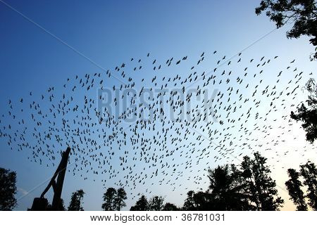 Cranes and pelicanes