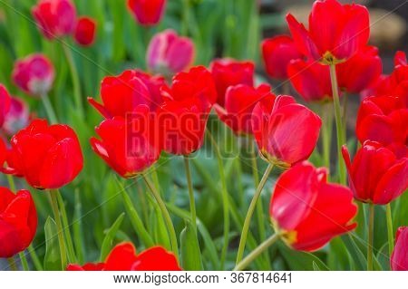 Beautiful Bright Red Tulips In The Photo With A Blurred Background And Soft Focus Trick For Greeting